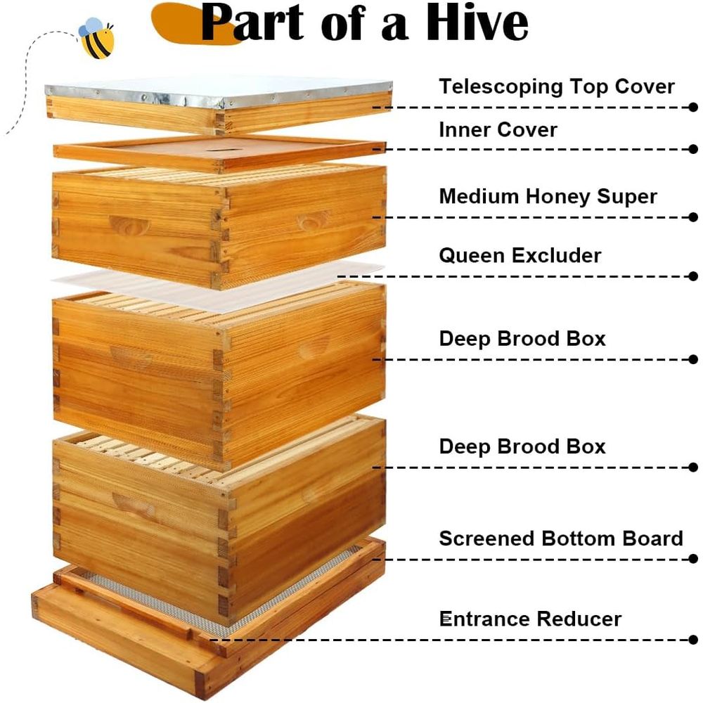 ชุดรังผึ้ง 10 เฟรม พร้อมแผ่นฐา - Beehive Frame Wax บทวิจารณ์และราคา